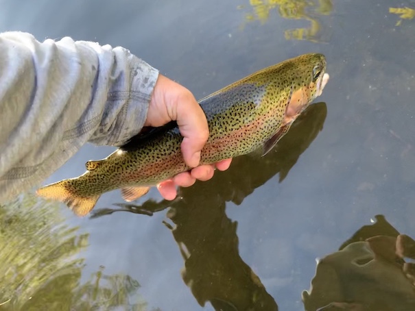 Releasing a rainbow trout