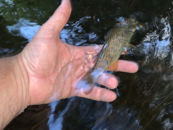 Releasing a wild brown trout
