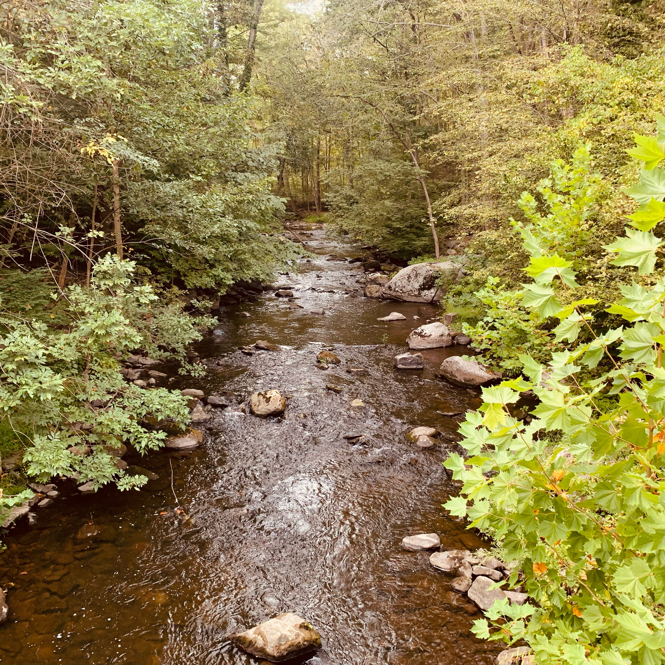 Mianus River on Merriebrook Lane in Stamford, CT