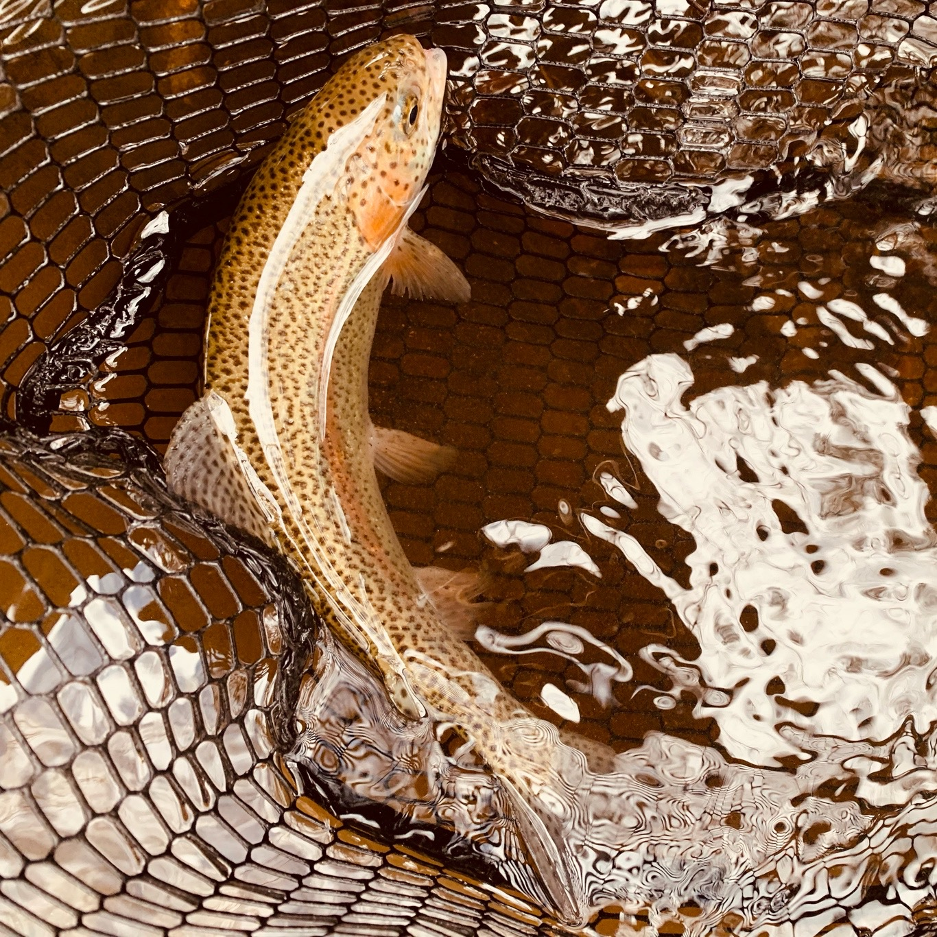 Mianus River rainbow trout in net