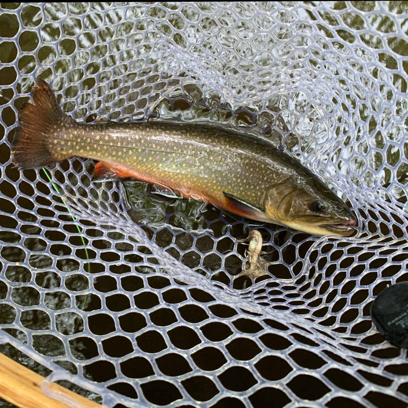 Brook trout in net caught on the Mianus River