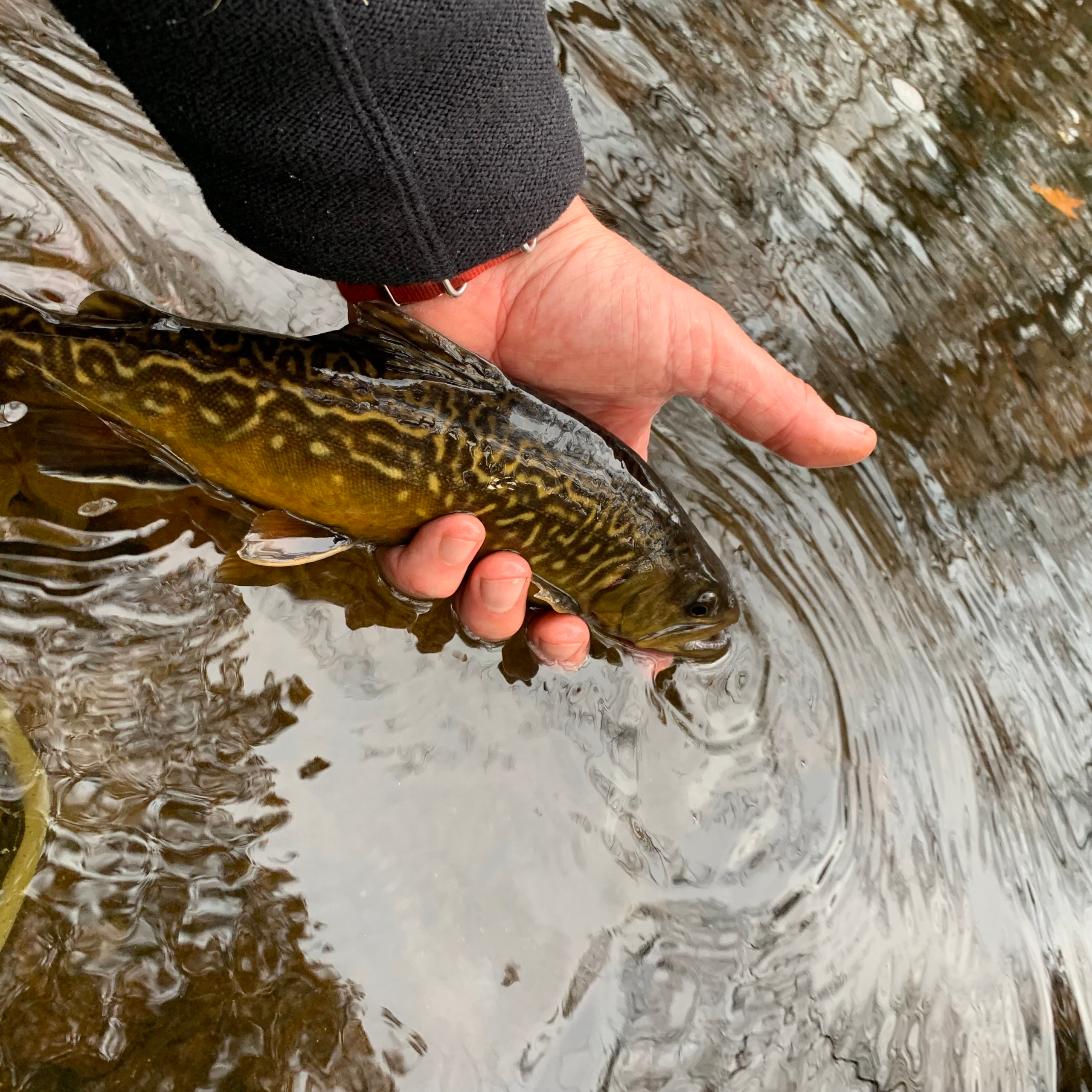 Tiger trout on the Mianus River