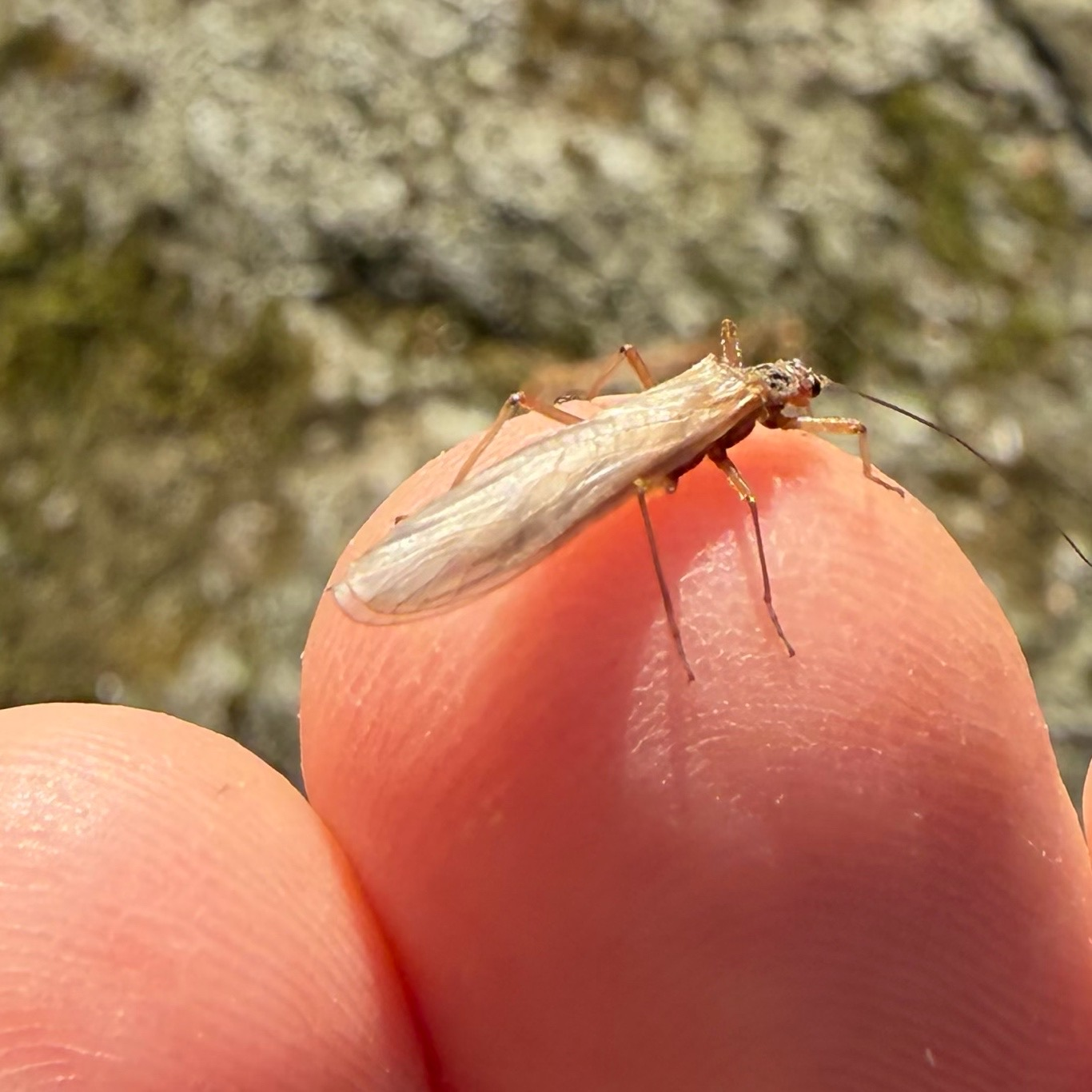 Mianus River Stonefly on a finger